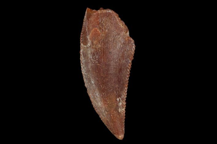 Serrated, Raptor Tooth - Real Dinosaur Tooth #115947